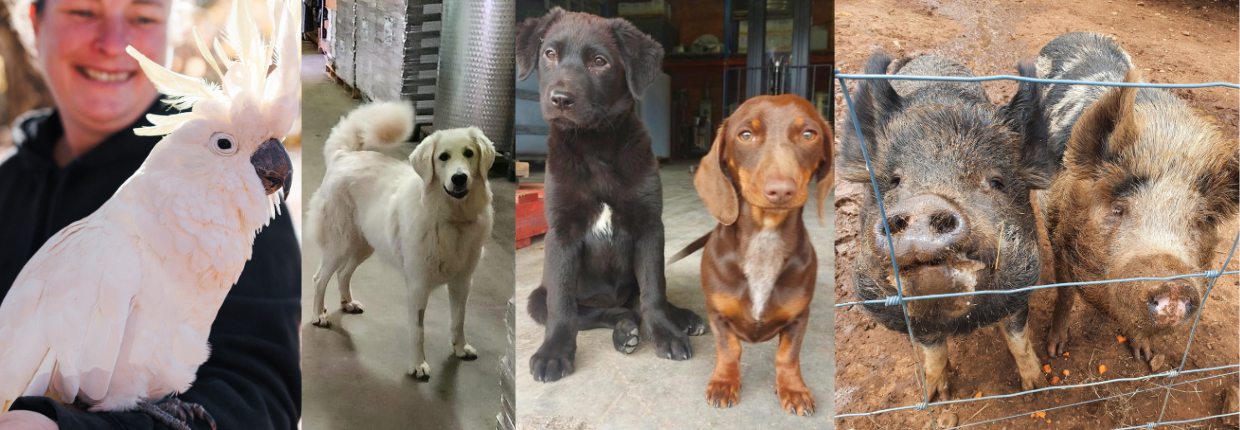 Furry team members
