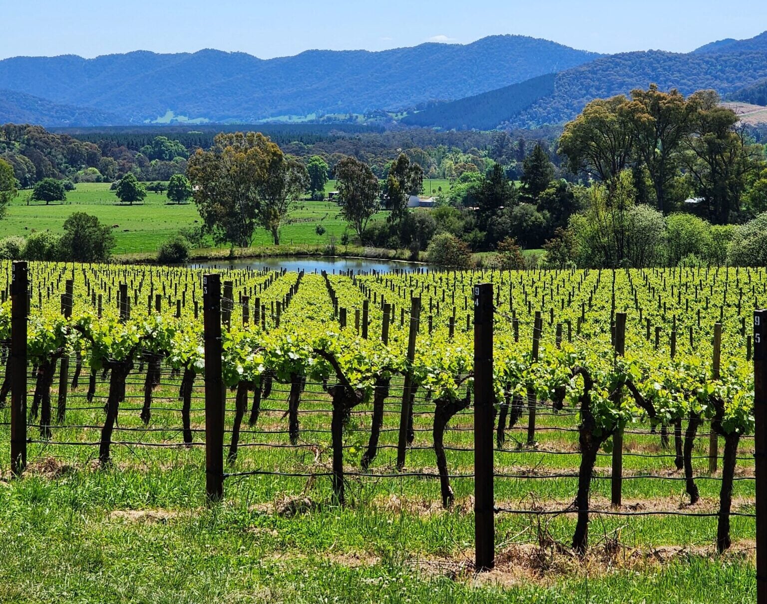 Dalbosco Vineyard 2023