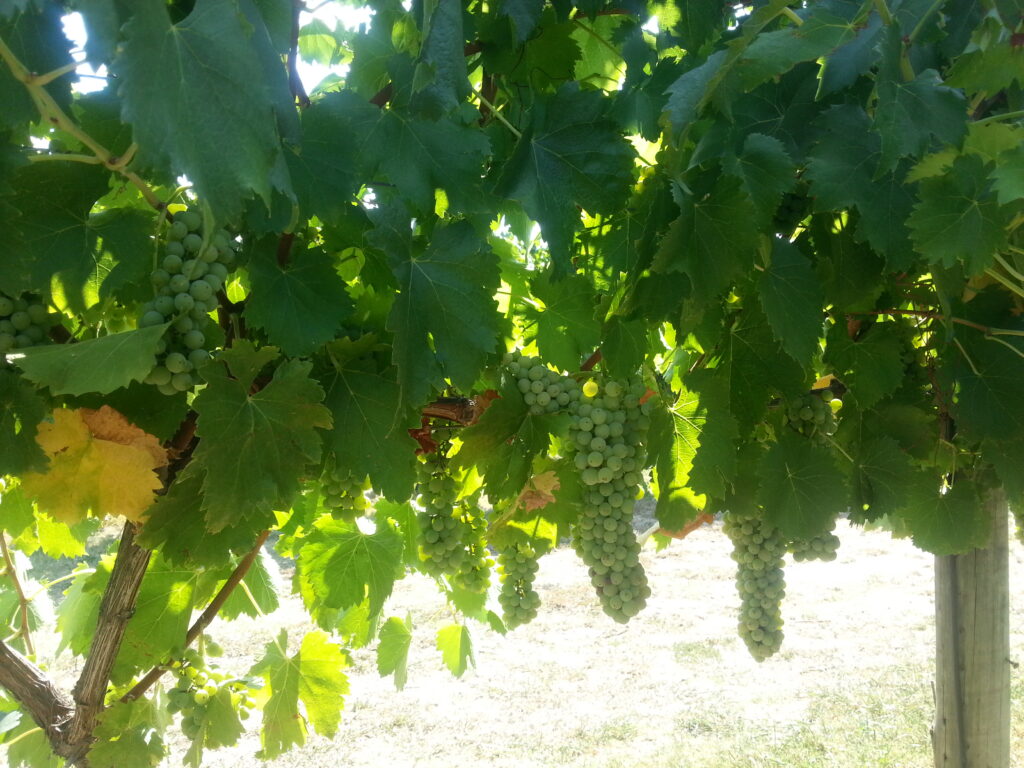 Verduzzo grapes - Antonello Vineyard Alpine Valleys